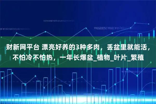 财新网平台 漂亮好养的3种多肉，丢盆里就能活，不怕冷不怕热，一年长爆盆_植物_叶片_繁殖