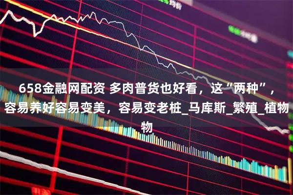 658金融网配资 多肉普货也好看，这“两种”，容易养好容易变美，容易变老桩_马库斯_繁殖_植物